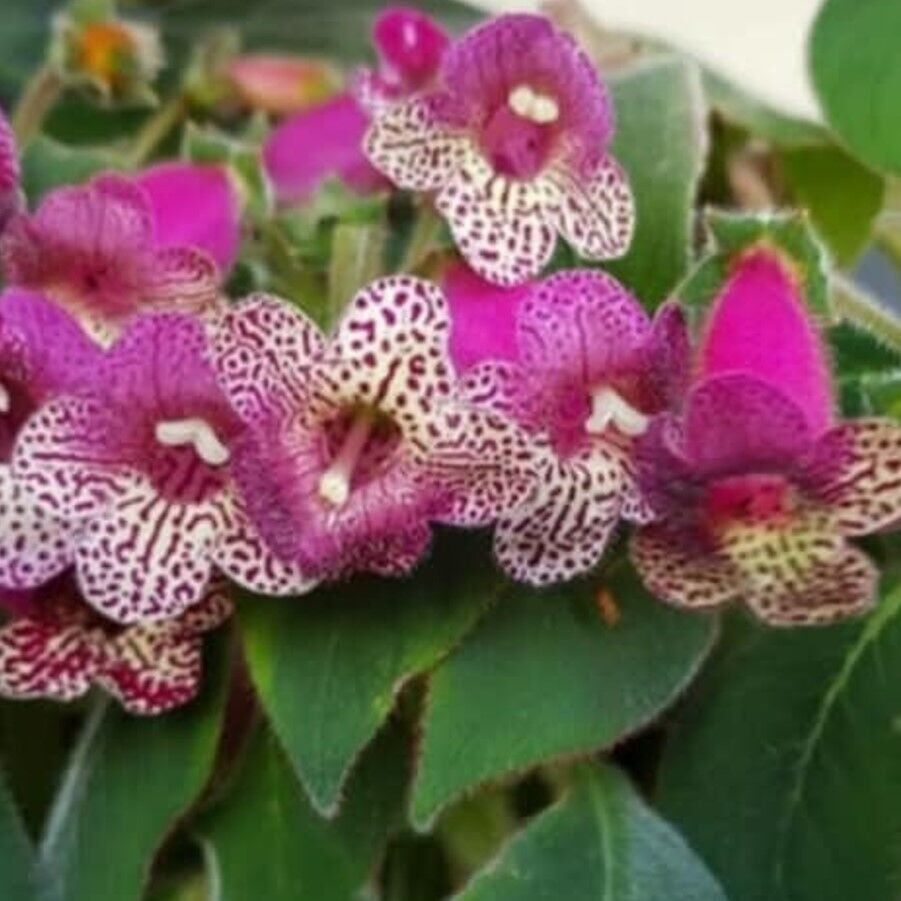 Özel Çeşit Srg's Bitter Chocolate  Kohleria Japon Küpelisi Çiçeği Fidesi (Mini Potta)