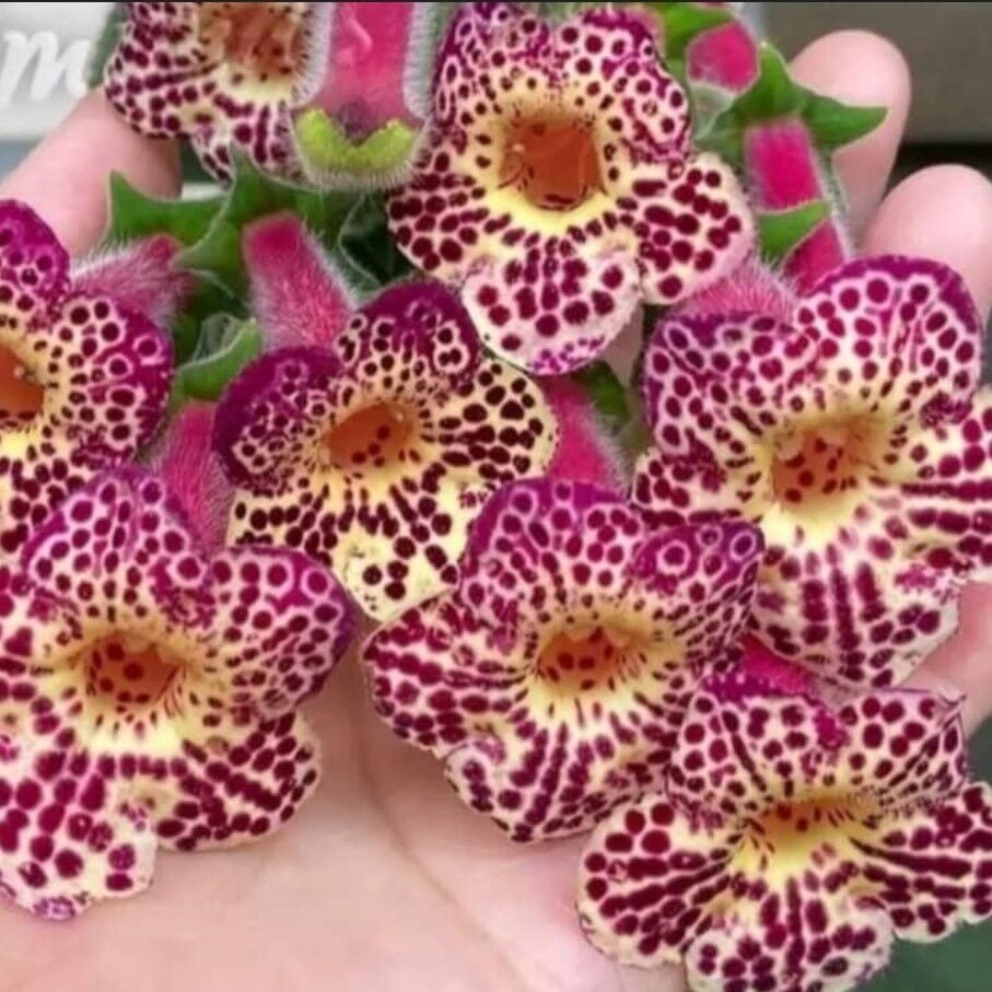 Özel Çeşit Ni's Whence Kohleria Japon Küpelisi Çiçeği Fidesi (Mini Potta)