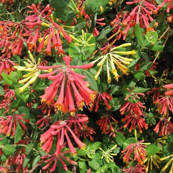 Tüplü Özel Renklerde Hanımeli Fidanı Lonicera Sempervirens Trompet