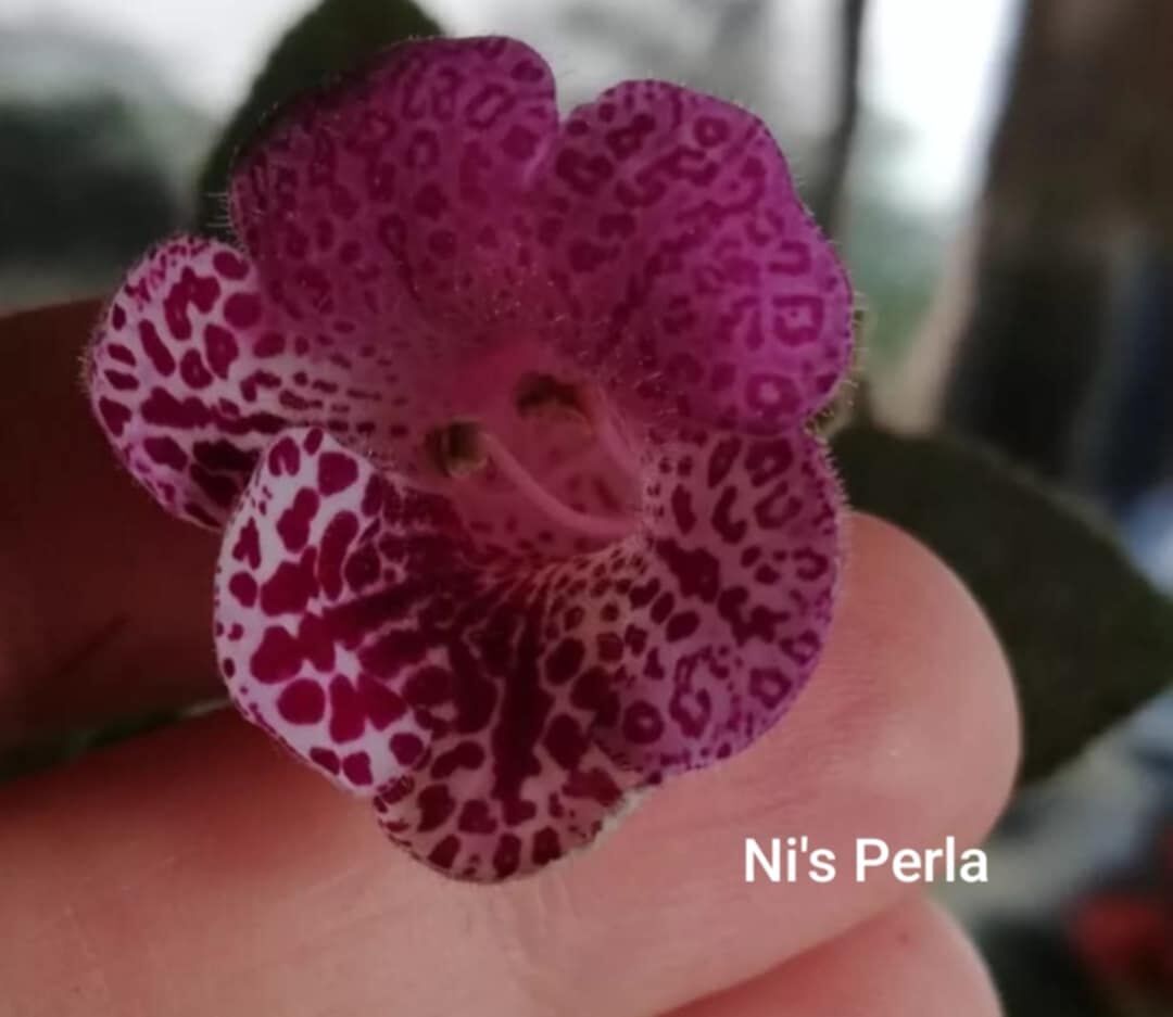 Özel Çeşit Ni's Perla Kohleria Japon Küpelisi Çiçeği Fidesi (Mini Potta)