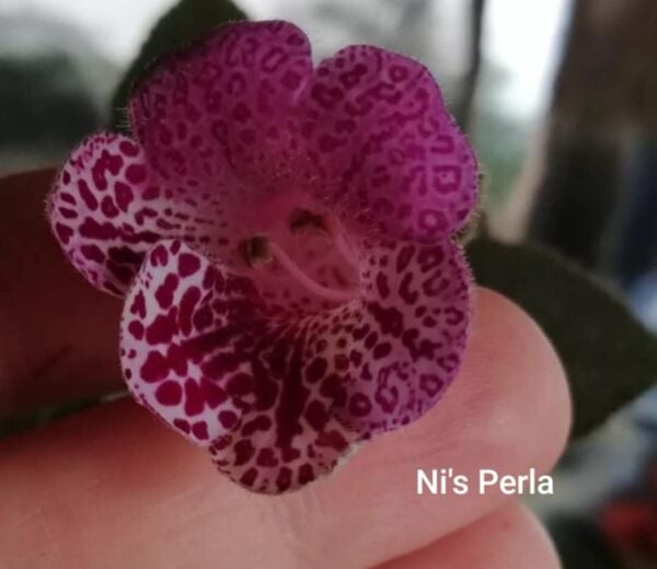 Özel Çeşit Ni's Perla Kohleria Japon Küpelisi Çiçeği Fidesi (Mini Potta)