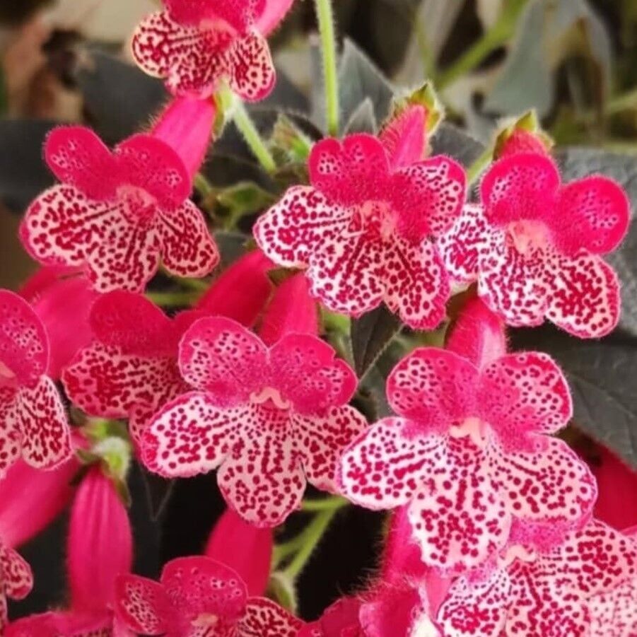 Özel Çeşit Quen Victor Kohleria Japon Küpelisi Çiçeği Fidesi (Mini Potta)