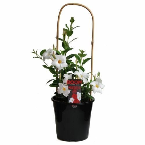 Tüplü White Mandevilla Fidanı (20-30 cm)
