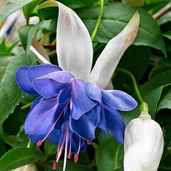 Özel Çeşit Sınırlı Stok Katmerli Blue Angel Küpe Çiçeği Fidesi (1 Adet)