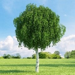 Tüplü Huş Ağacı Fidanı