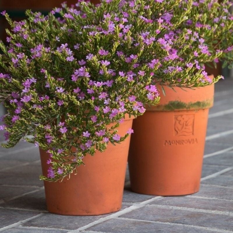 Soğuklara Dayanımlı Sarkan Sepetler İçin Multi Çiçekli Myrto Purple Mor Çiçekli Küfeya Çiçeği Fidesi (1 Adet)