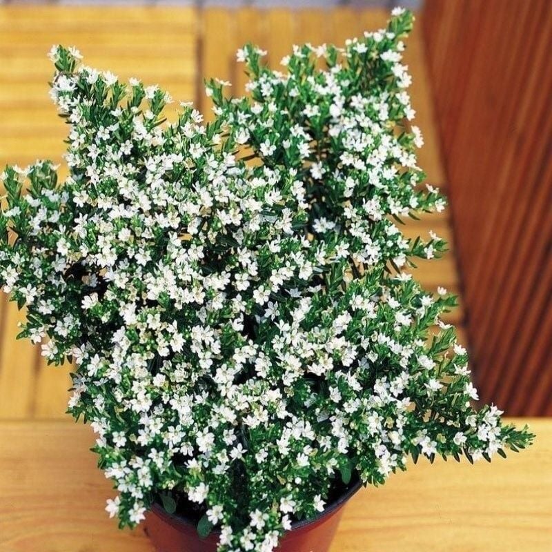 Soğuklara Dayanımlı Sarkan Sepetler İçin Multi Çiçekli Myrto White Beyaz Çiçekli Küfeya Çiçeği Fidesi (1 Adet)