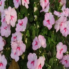Pembe Walleriana Cam Güzeli Çiçeği Tohumu -20 Adet