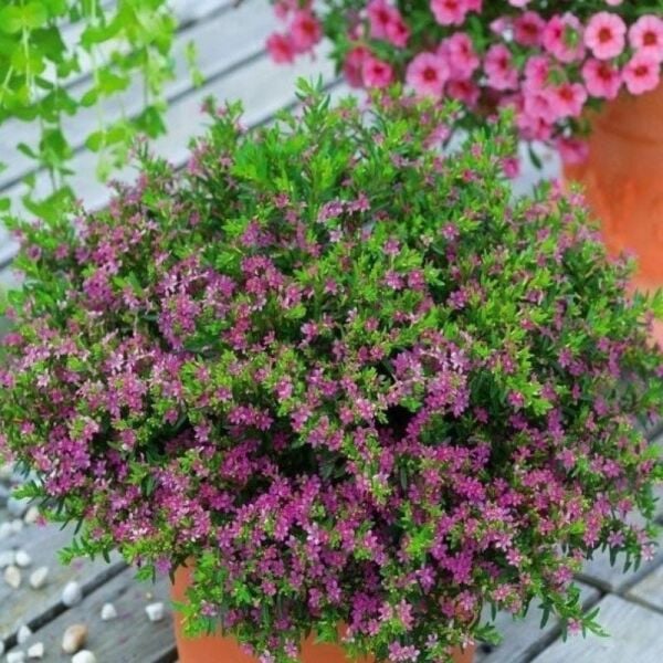 Soğuklara Dayanımlı Sarkan Sepetler İçin Multi Çiçekli Myrto Pink Küfeya Çiçeği Fidesi (1 Adet)