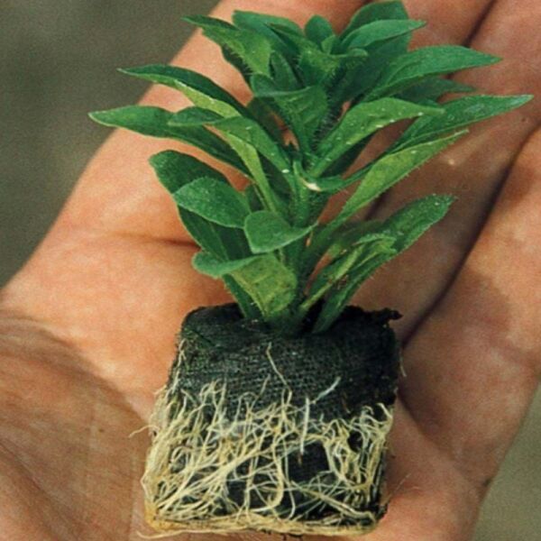 Tumbelina Belinda Kokulu Katmerli Sarkıcı Petunya Çiçeği Fidesi (1 Adet)