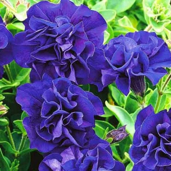 Tumbelina Belinda Kokulu Katmerli Sarkıcı Petunya Çiçeği Fidesi (1 Adet)