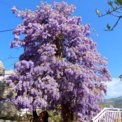 Tüplü Kokulu Mor Çiçekli Mor Salkım Fidanı (300-380 cm)