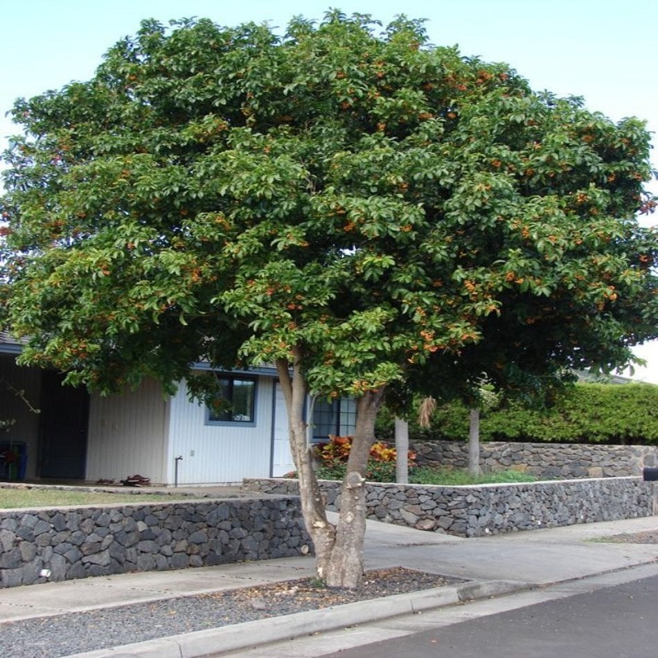 Tüplü Japon Kavağı Ağacı Fidanı