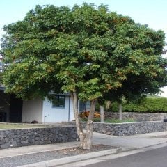 Tüplü Japon Kavağı Ağacı Fidanı