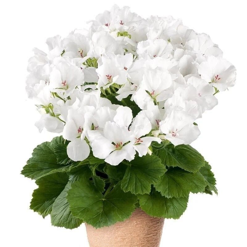 Clarion White Beyaz Çiçekli Sardunya Canan Çiçeği Fidesi (1 Adet)