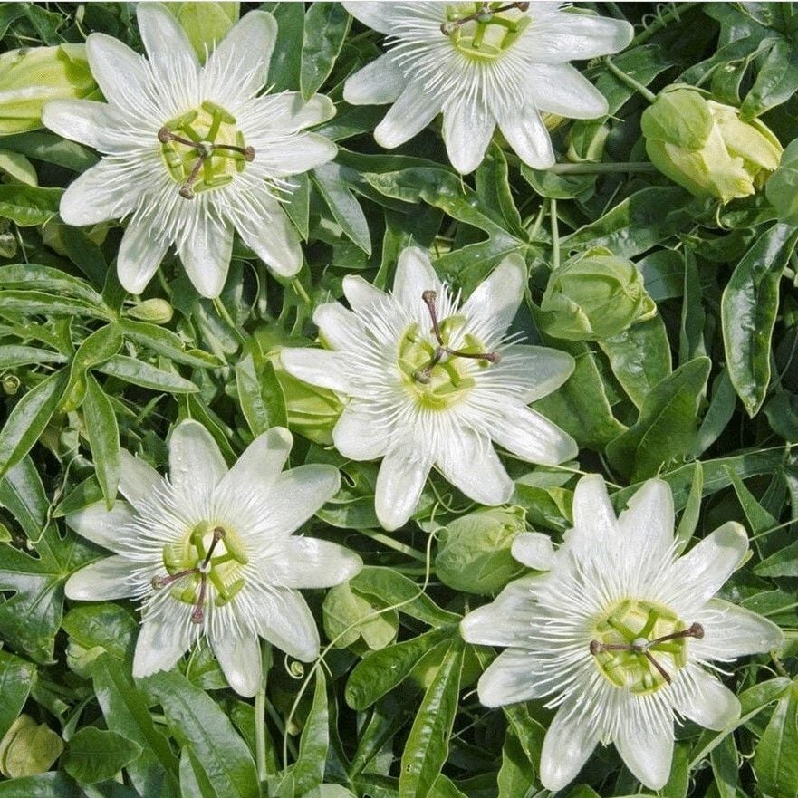 Tüplü Soğuklara Dayanımlı Kokulu Beyaz Çiçekli Passiflora Constance Elliott Çiçeği Fidanı