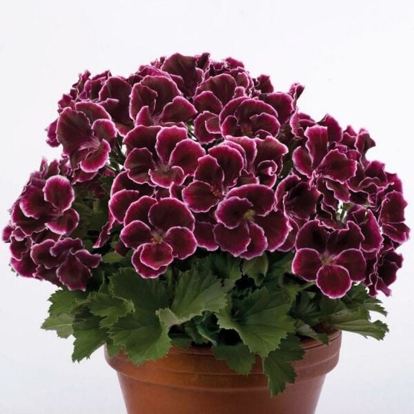 Özel Çeşit Nadir Aristo Black Beauty Sardunya Çiçeği Fidesi (1 Adet)