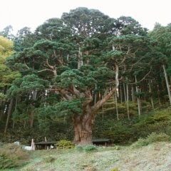 Tüplü JAPON KADİFE ÇAMI (CRYPTOMERIA JAPONICA) Ağacı Fidanı