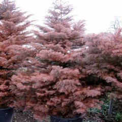 Tüplü JAPON KADİFE ÇAMI (CRYPTOMERIA JAPONICA) Ağacı Fidanı