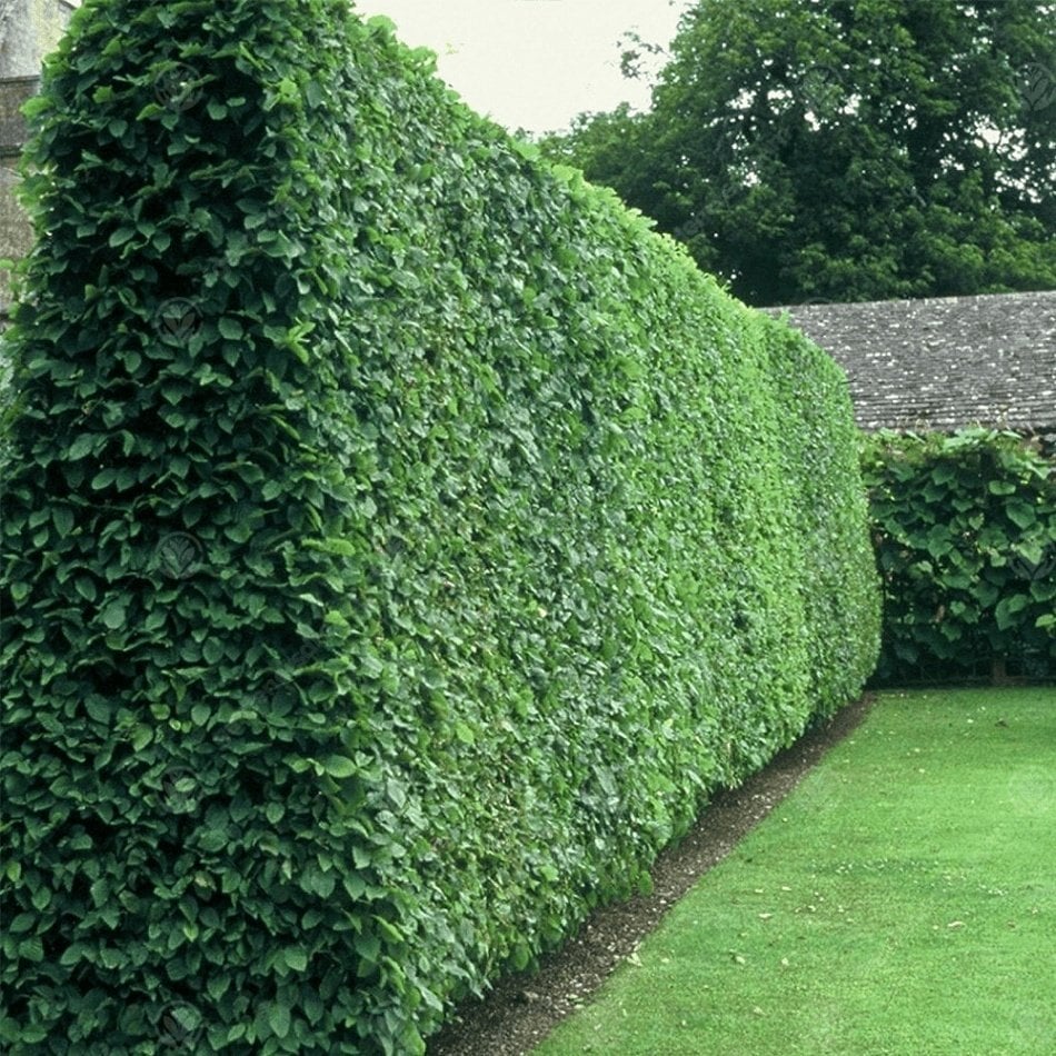 Tüplü Kurtbağrı Ligustrum Fidanı