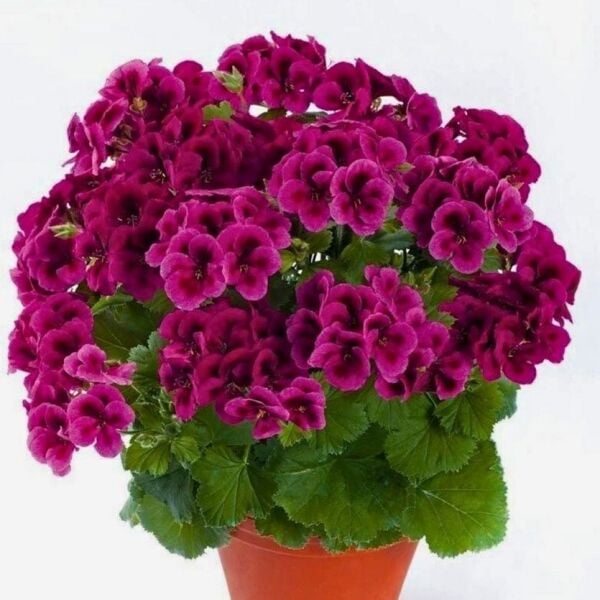 Aristo Burgundy Siyah Sardunya Canan Çiçeği Fidesi (1 Adet)