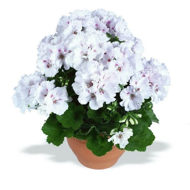 Aristo Snow Sardunya Canan Çiçeği Fidesi (1 Adet)