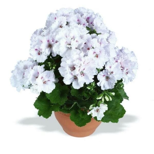 Aristo Snow Sardunya Canan Çiçeği Fidesi (1 Adet)