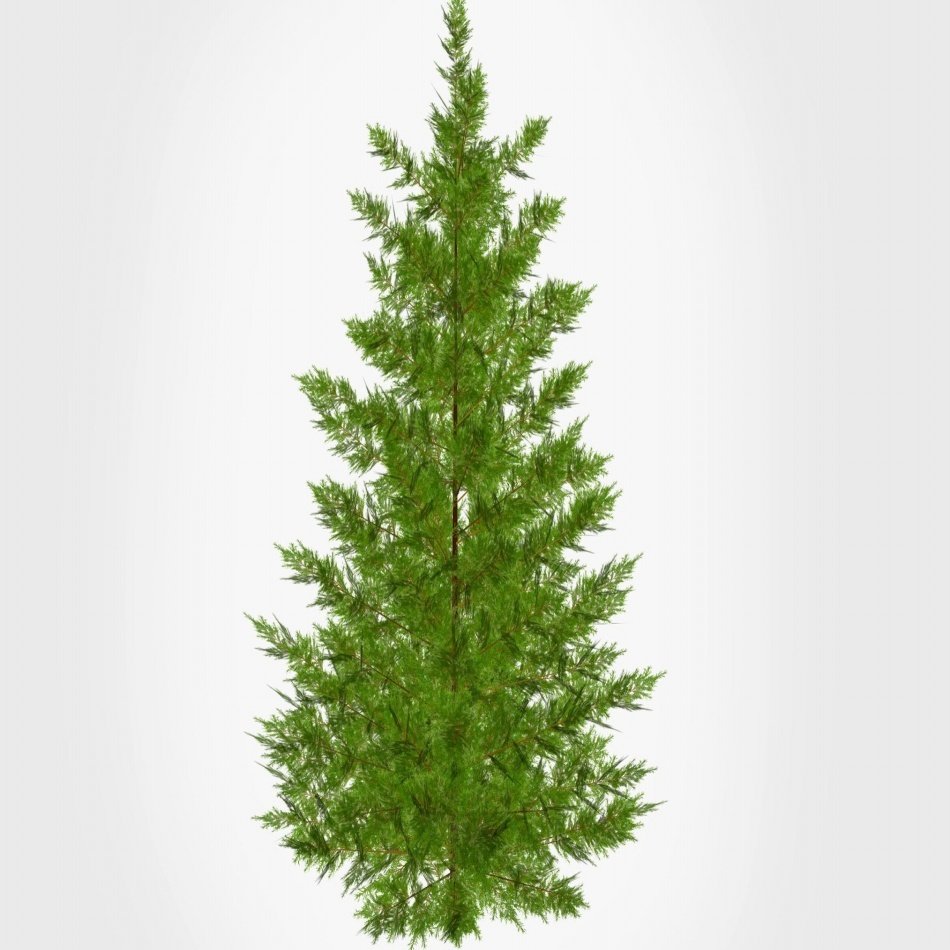 Tüplü Leylandi (Cupressocyparis Leylandii) Fidanı(10-20cm)