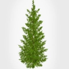 Tüplü Leylandi (Cupressocyparis Leylandii) Fidanı(10-20cm)