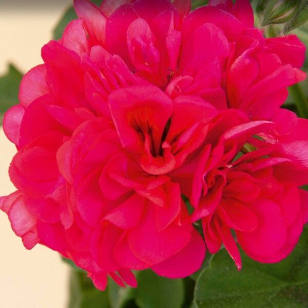 Sarkan Grandeur İvy Red Sakız Sardunya Fidesi (1 Adet)