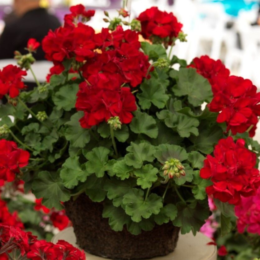 Sarkan Grandeur İvy Deep Red Sakız Sardunya Fidesi (1 Adet)