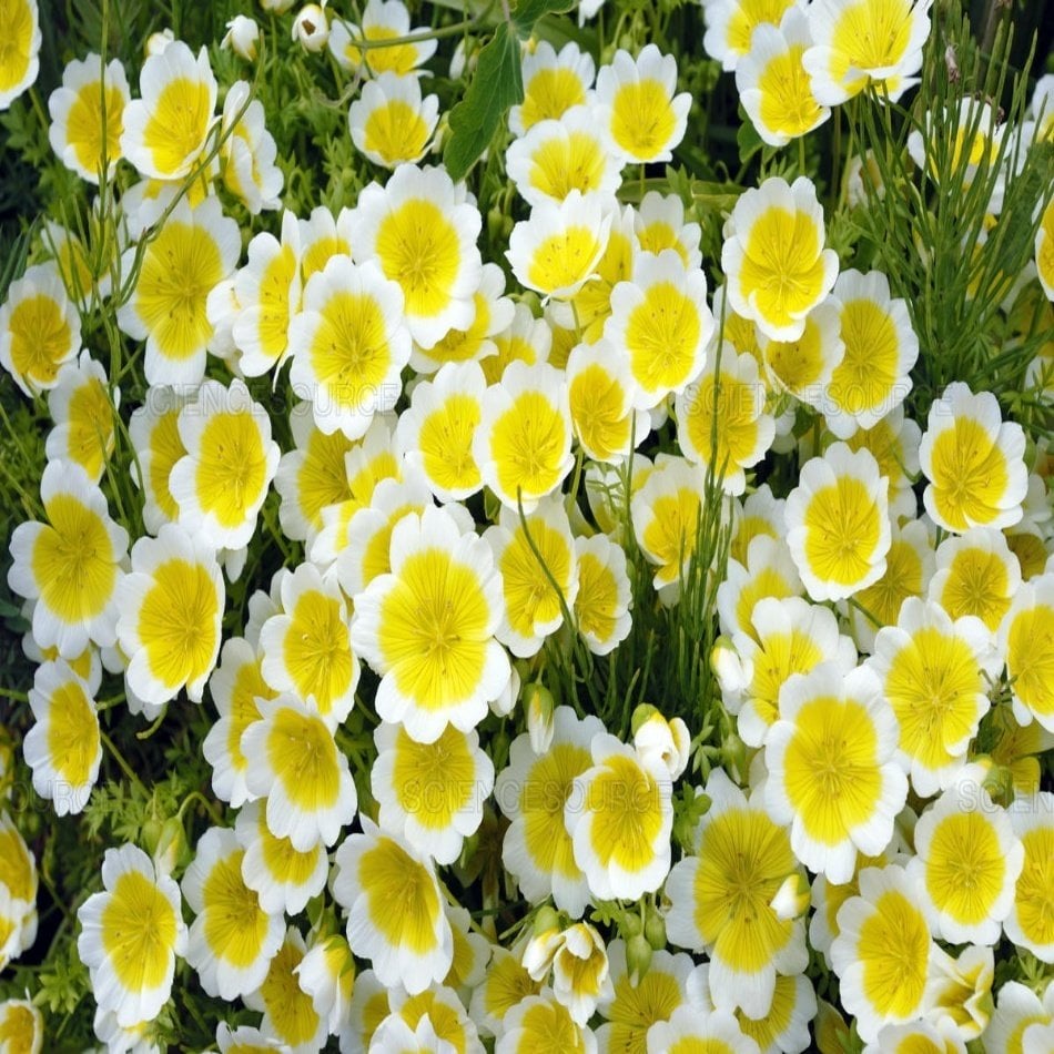 Poached Egg Plant İspanyol Omleti Çiçeği Tohumu -50 Adet
