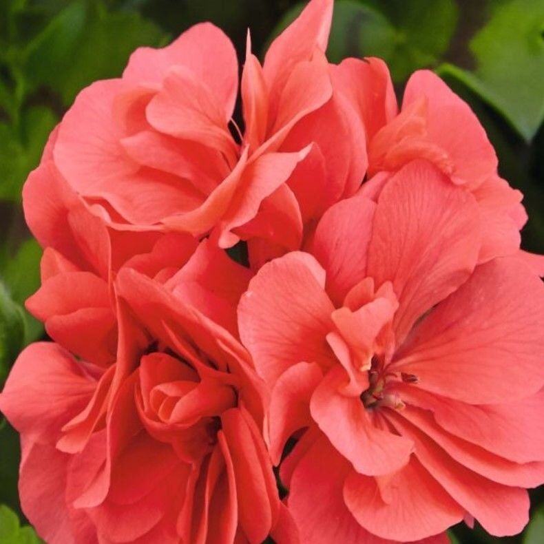 Sarkan Grandeur İvy Salmon Sakız Sardunya Fidesi (1 Adet)