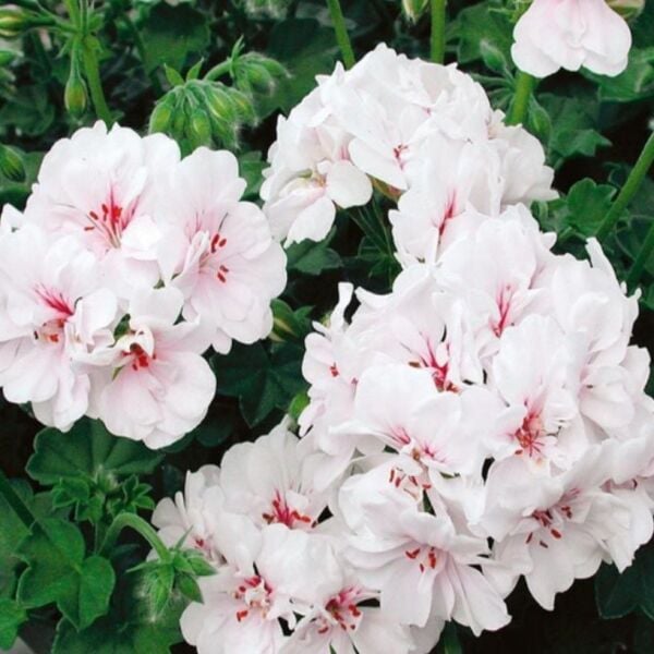 Sarkan Grandeur Ivy White Sakız Sardunya Fidesi (1 Adet)