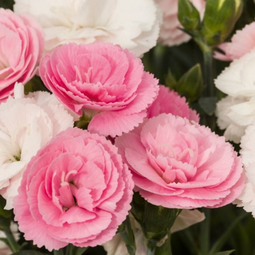 Pastel Renkler Sweet Pleasure Light Pink Kokulu Karanfil Fidesi (1 Adet)