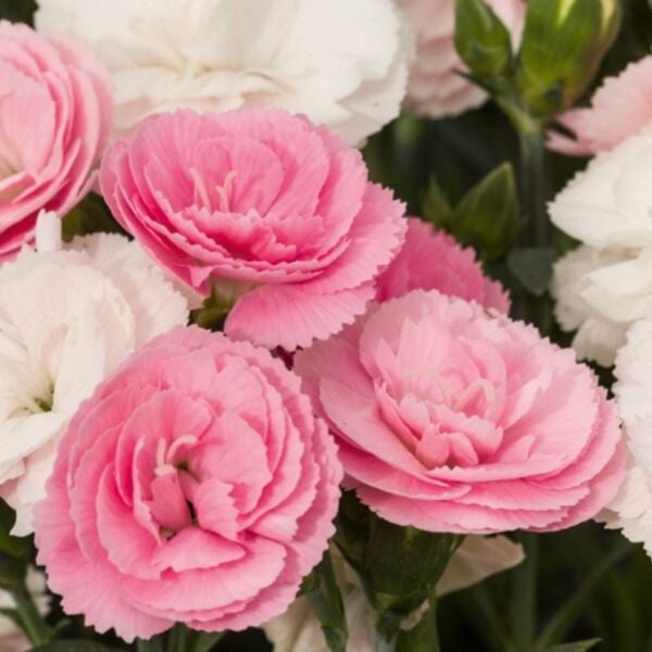 Pastel Renkler Sweet Pleasure Light Pink Kokulu Karanfil Fidesi (1 Adet)