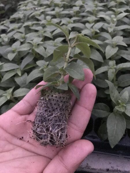 Rosy Violet 3 Renkli İri Çiçekli Küpe Çiçeği Fidesi (1 Adet)