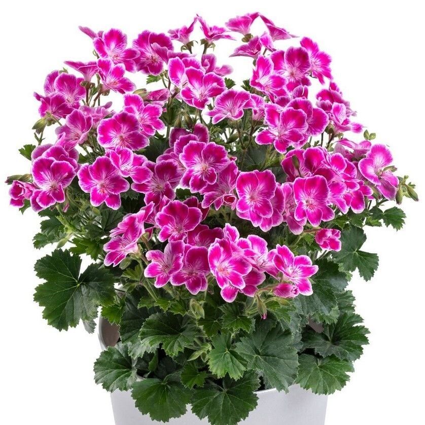 Pac Angeleyes Pink Sardunya Canan Fidesi (1 Adet)