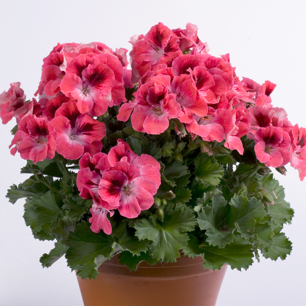 Aristo Salmon Sardunya Canan Çiçeği Fidesi (1 Adet)