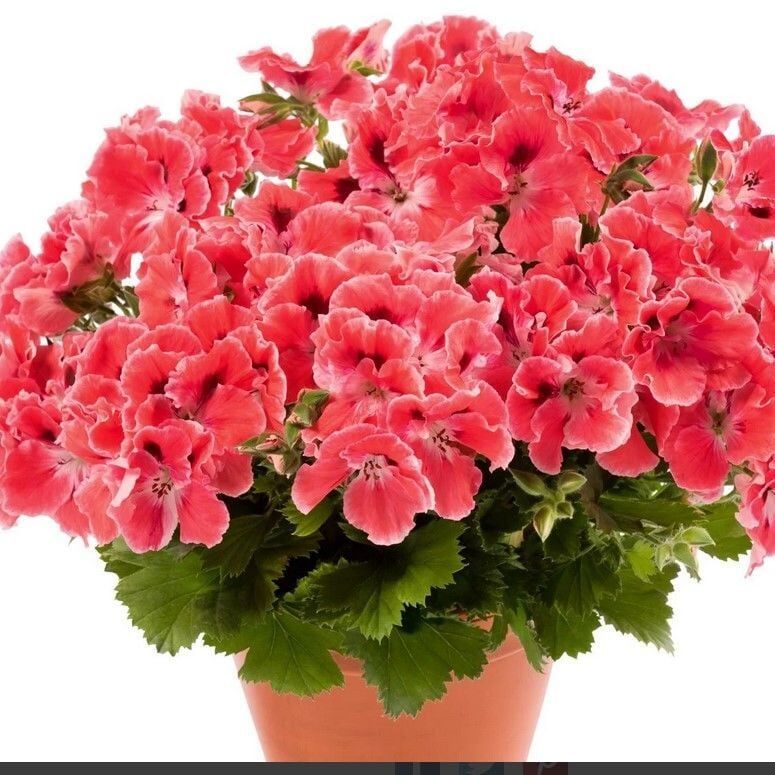 Aristo Orange Sardunya Canan Çiçeği Fidesi (1 Adet)