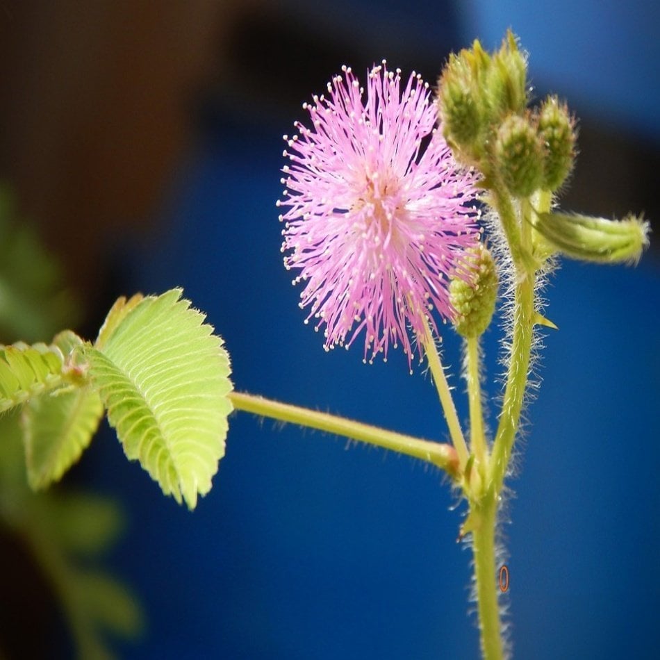 Mimosa pudica Küstüm Otu Çiçeği Tohumu -140 Adet
