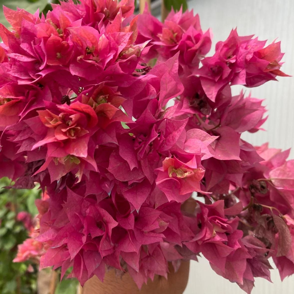 Pembe Katmerli Begonvil Çiçeği Fidesi (1 Adet)