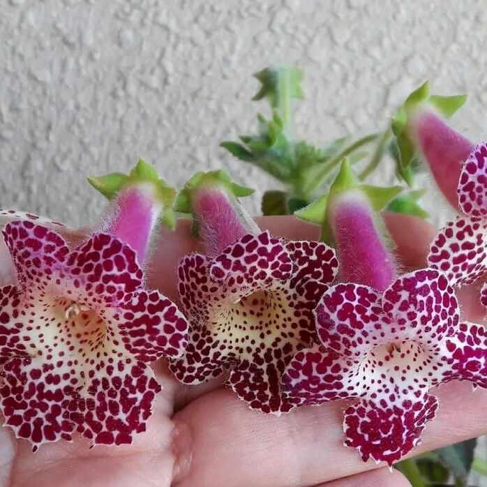 Özel Çeşit Maja Kohleria Japon Küpelisi Çiçeği Fidesi (Mini Potta)