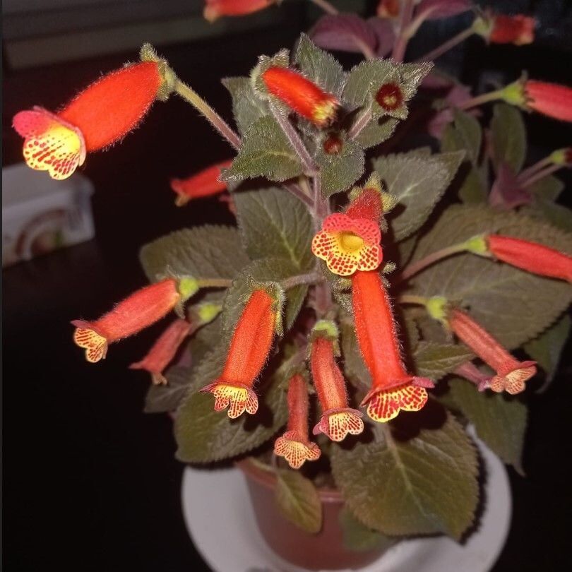 Özel Çeşit Brasil Gem Kohleria Japon Küpelisi Çiçeği Fidesi (Mini Potta)