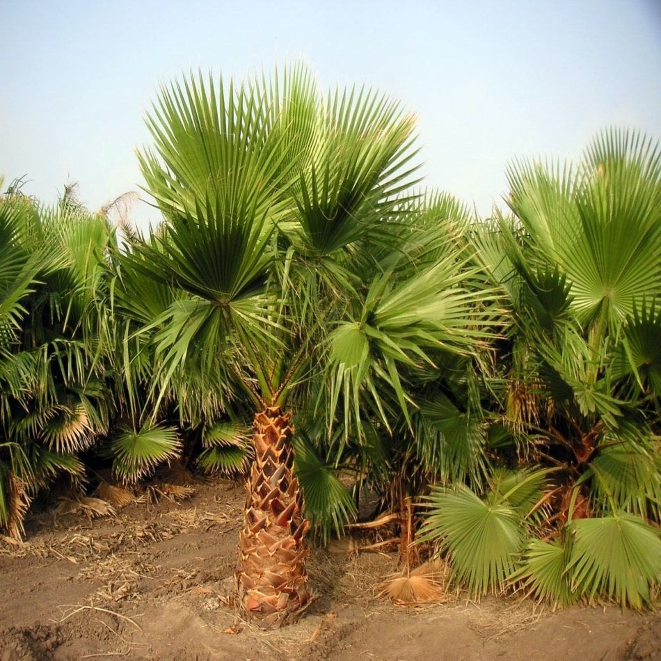 Washingtonia Filifera Pamuk Palmiye Ağacı Fidanı(250-400 Cm)