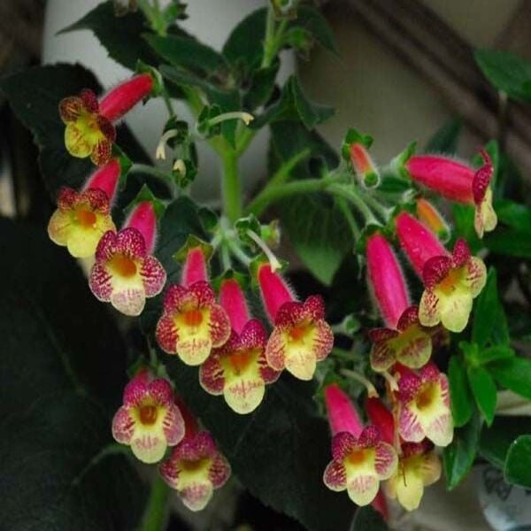 Özel Çeşit An's Nagging Macaws Kohleria Japon Küpelisi Çiçeği Fidesi (Mini Potta)