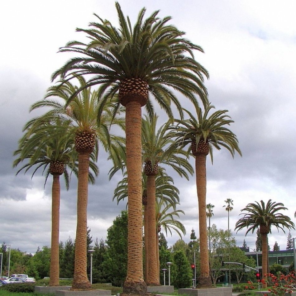 Kanarya Hurma Palmiyesi ( Phoenix Canariensis) -80-120 cm