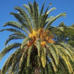 Kanarya Hurma Palmiyesi ( Phoenix Canariensis) -80-120 cm