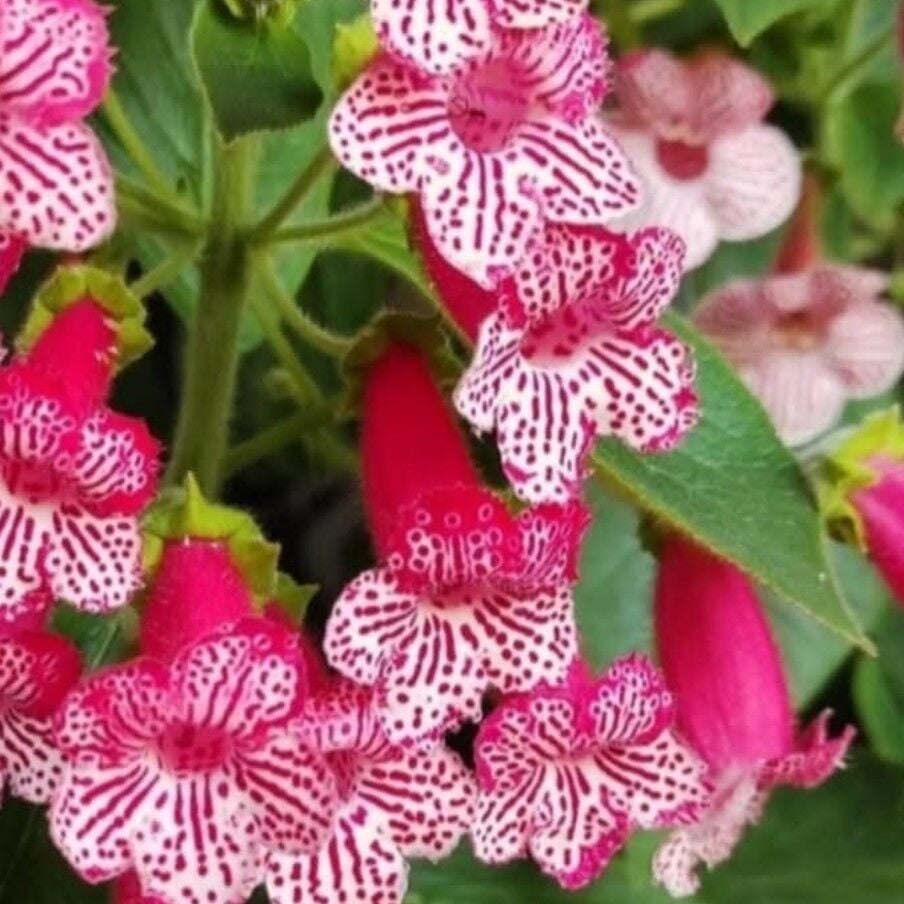 Özel Çeşit Frances Kohleria Japon Küpelisi Çiçeği Fidesi (Mini Potta)