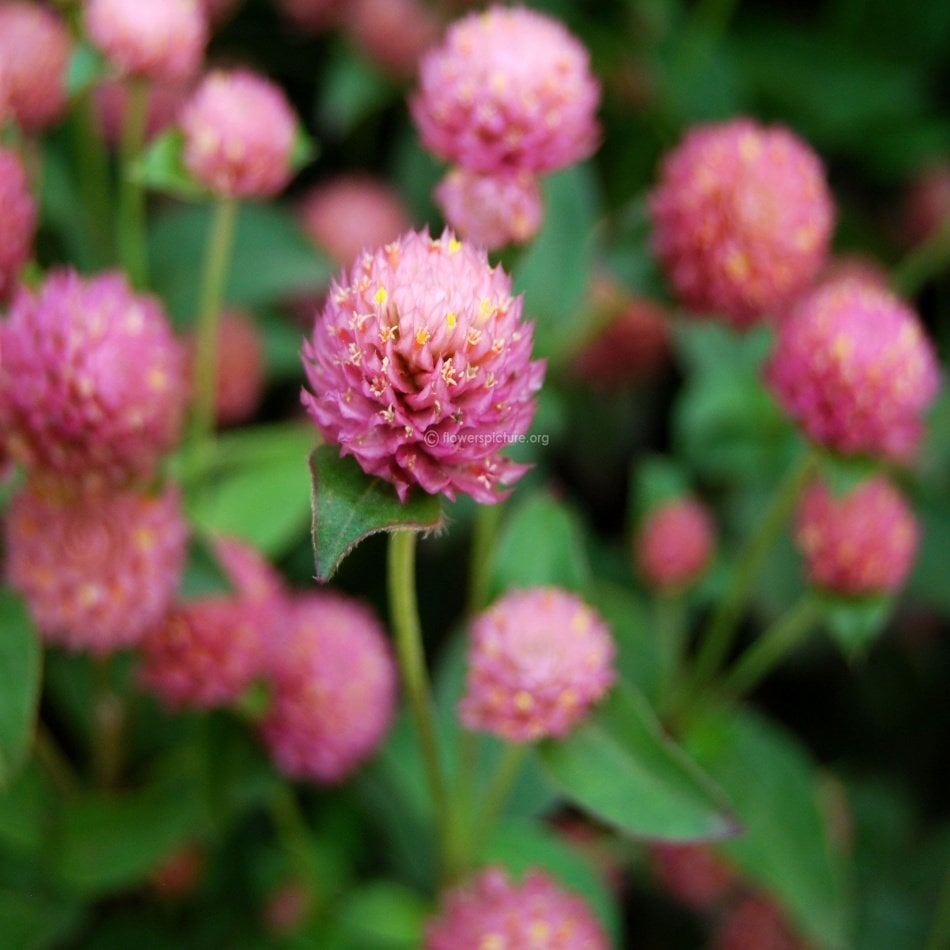 Pembe Medine Hanım Düğmesi Çiçeği Tohumu -50 Adet